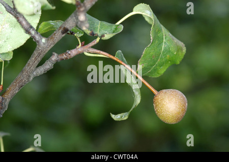 Plymouth Poire Pyrus cordata (Rosacées) Banque D'Images