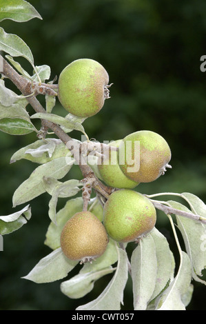 Poire de neige Pyrus nivalis (Rosacées) Banque D'Images