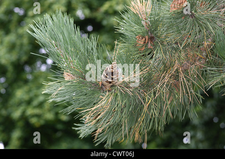 Pin noir d'Autriche Pinus nigra ssp. nigra Pinaceae Banque D'Images