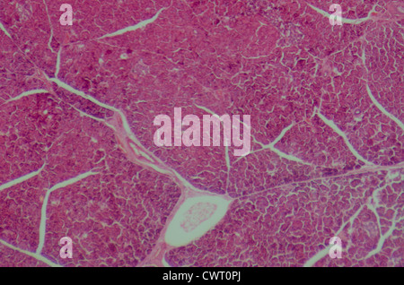 Medical science anthropotomy article microscopique de la physiologie des tissus du pancréas Banque D'Images