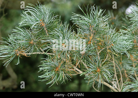 Arolla pine Pinus cembra (Pinaceae) Banque D'Images