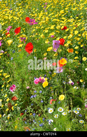 Fleurs sauvages à Priory Park, Reigate, Surrey, Angleterre, Royaume-Uni Banque D'Images