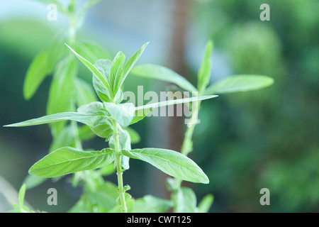 L'alimentation,vert,standard,menthe poivre herbes aromatiques,plantes,nature,photographie,tropical,couleur,horizontal,cultivée,plantes,nature,épices,,AMRC Banque D'Images