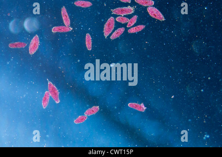 Micrographie électronique animal, conjugaison de Paramecium caudatum, grossissement 50X Banque D'Images