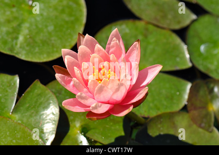 Fleur de Lotus rose sur Lilly Pad Banque D'Images