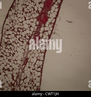 Medical science anthropotomy micrograph physiologie des vaisseaux sanguins, artère et veine. Banque D'Images