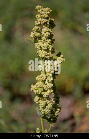 Fleurs d'Nettle-Leaved, chénopode Chenopodium murale, Australian-épinards, saler-vert Banque D'Images