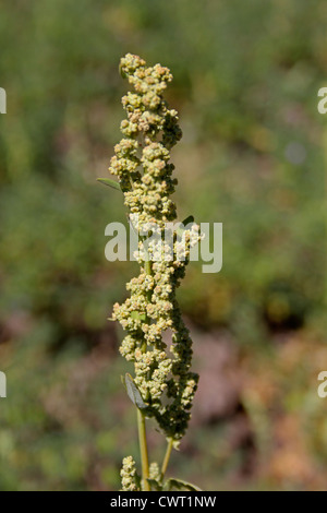 Fleurs d'Nettle-Leaved, chénopode Chenopodium murale, Australian-épinards, saler-vert Banque D'Images