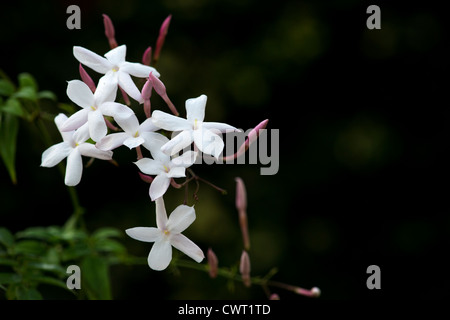 Jasminum polyanthum. De nombreuses fleurs de jasmin . Fleurs de jasmin blanc Banque D'Images