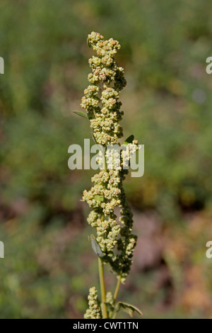 Fleurs d'Nettle-Leaved, chénopode Chenopodium murale, Australian-épinards, saler-vert Banque D'Images