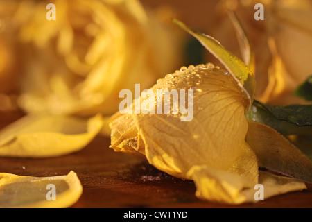 Roses jaunes congelés sur une table en bois rustique Banque D'Images