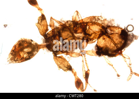 Microscopie sciences animales microphotographie insecte, 50X de grossissement Banque D'Images