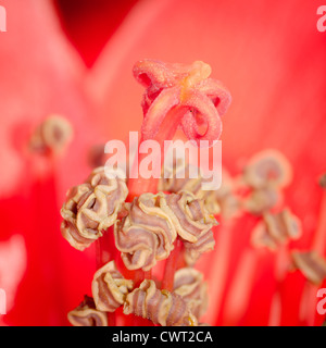 Kapok blossom bombax ceiba macro d'étamines fleur rouge Banque D'Images