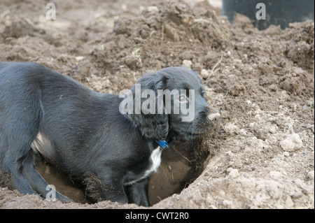 La semaine de travail 10 vieux Cocker Chiot Chien. Coup de main avec le jardinage. Banque D'Images