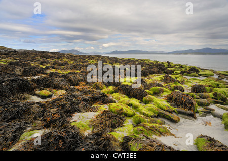 De grands rochers de granit couverts dans des algues sur une mer Banque D'Images