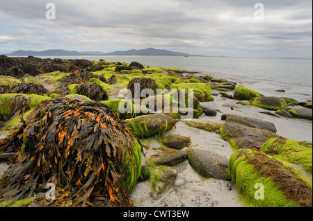 De grands rochers de granit couverts dans des algues sur une mer Banque D'Images