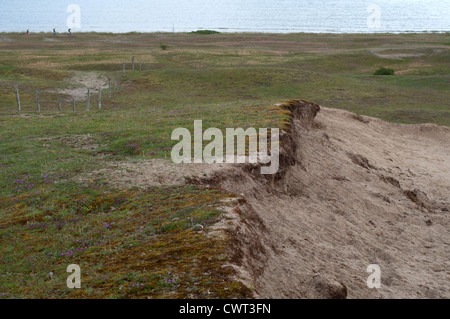 Plage de Moor, riche en chaux,est un précieux biotope avec des plantes rares Banque D'Images