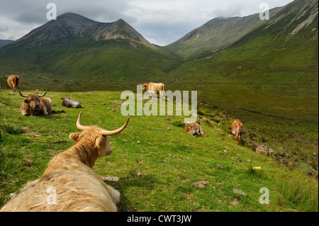 Un troupeau de vaches highland dans les montagnes de l'Ecosse Banque D'Images