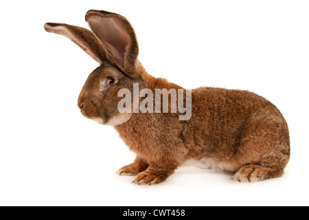 Deutscher Riese / géant allemand Banque D'Images