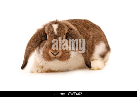 Deutscher Kleinwidder / lop-eared bunny Banque D'Images