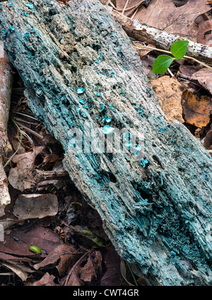 Chlorociboria aeruginascens champignons du bleuissement Banque D'Images