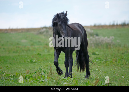 Junger Friesenhengst / jeune cheval frison étalon Banque D'Images