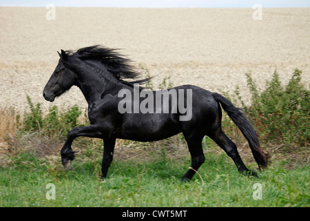 Junger Friesenhengst / jeune cheval frison étalon Banque D'Images