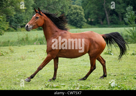 Rennender Araber / course Cheval Arabe Banque D'Images