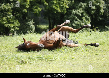 Araber wälzt sich / se vautrer Cheval Arabe Banque D'Images