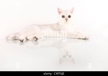 Britisch Kurzhaar / British Shorthair Banque D'Images