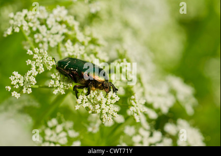 Golden alimentation du dendroctone sur cow parsley Banque D'Images