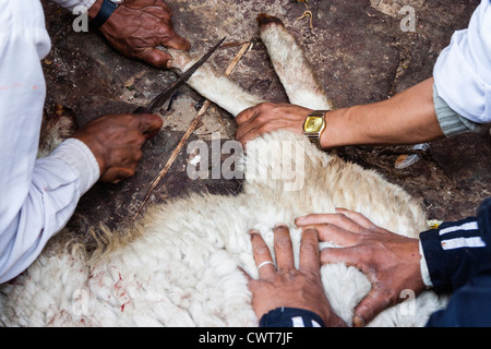 Sacrifice d'une chèvre pendant Bisket Jatra festival. Bhaktapur, Vallée de Katmandou, Népal Banque D'Images