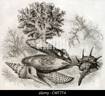 Vieux obus illustration Banque D'Images