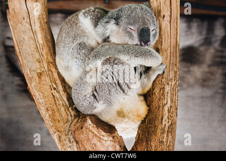 Le Koala de Austraila couchage Banque D'Images