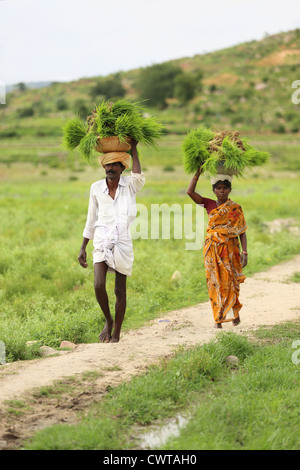Couple rurales indiennes avec les plants de riz dans le panier sur la tête de l'Andhra Pradesh en Inde du Sud Banque D'Images