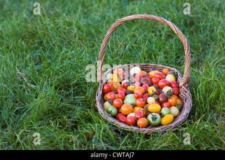 Lycopersicon esculentum. Variété de tomates fraîchement cueillies dans un saule trug. Banque D'Images