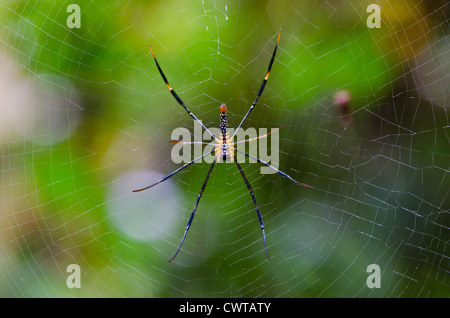 Spider-ami . Spider web colorés en . Banque D'Images