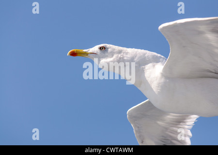 Oiseau planant dans le ciel au-dessus du golfe de Naples (Golfo di Napoli) Banque D'Images