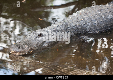 Alligator. Banque D'Images