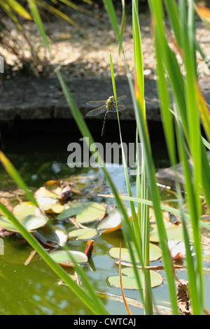 Libellule de l'empereur (Anax imperator) sur un iris à côté d'un étang de jardin Banque D'Images