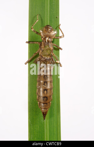 L'Empereur libellule Anax imperator exuvie sur une feuille d'iris peu après l'éclosion Banque D'Images