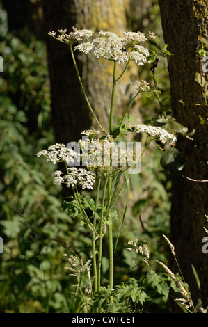 Berce du Caucase (Heracleum sphondylium) fleurs dans une ombelle de floraison Banque D'Images