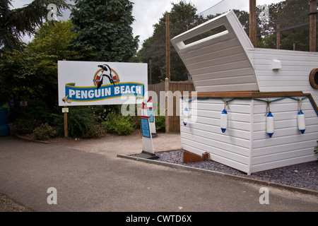 Penguin beach, parc d'attractions et parc animalier Birdworld, Farnham Surrey, Angleterre, Royaume-Uni. Banque D'Images