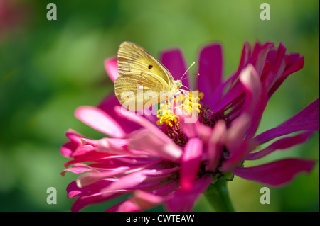 Papillon jaune sur une fleur violette Banque D'Images