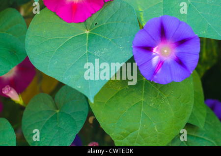 Belles fleurs rose et violet de liseron des champs Photo Stock - Alamy