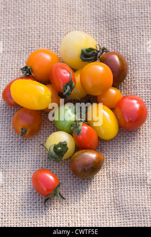 Lycopersicon esculentum. Variété de tomates fraîchement cueillies sur un fond de toile de jute. Banque D'Images