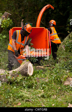 Travailleurs forestiers clive a fallen Oak tree Banque D'Images