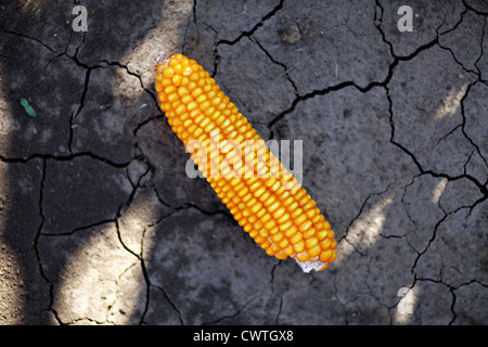 Le maïs qui est représenté sur une terre craquelée à sec Banque D'Images