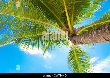 Palm tree against a blue sky Banque D'Images