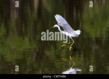 Aigrette neigeuse (Egretta thula) dansant sur l'eau (Caroline du Sud, USA). Banque D'Images